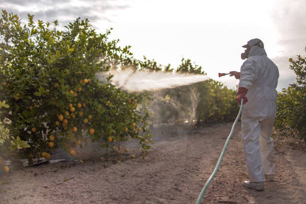Best Pest Control for Homes  in Midway, NC